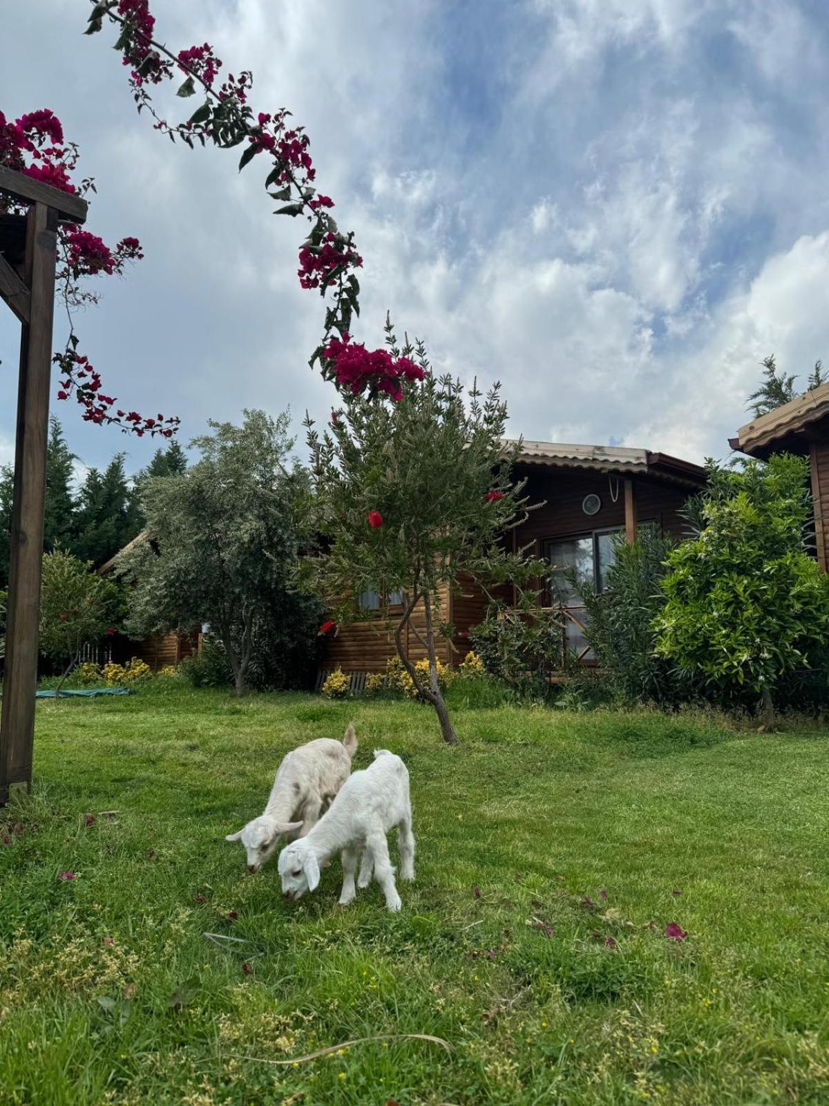 Em-Ba Butik Bungalov Demre Extérieur photo